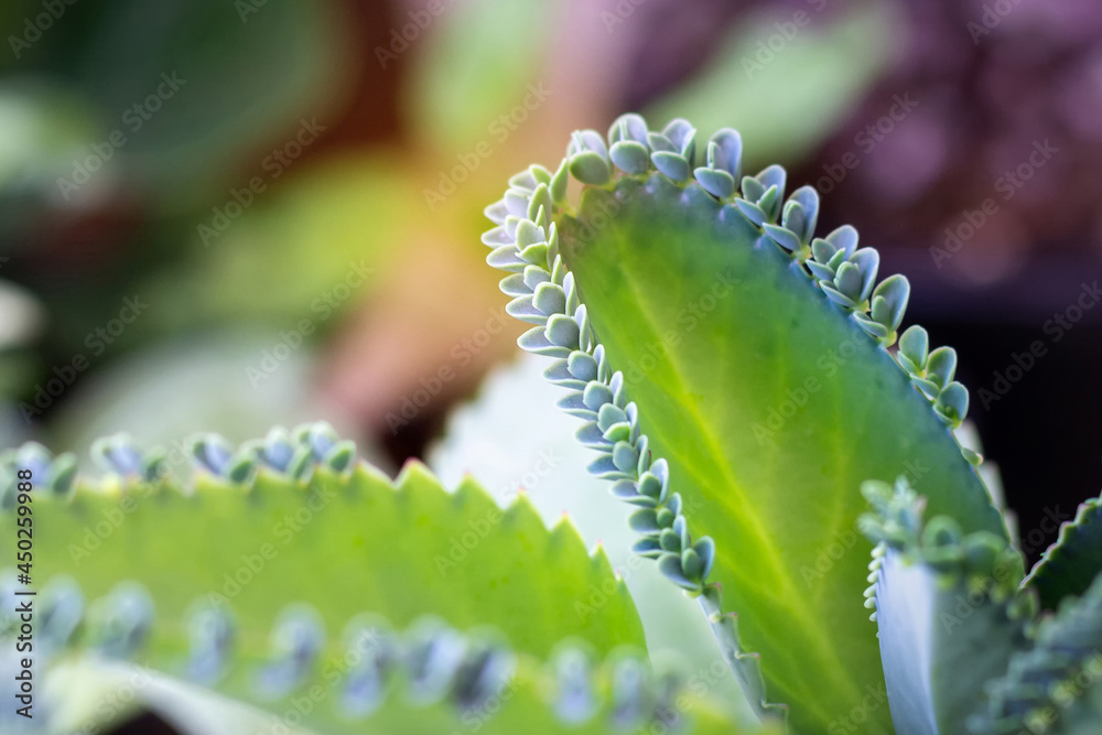Closeup of mother of Thousands show sapling seedlings