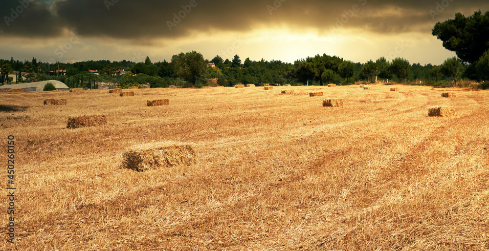 Fototapeta premium Bales of hay stack on a rural field.