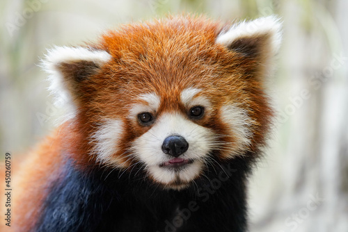 Cute red panda from japan zoo