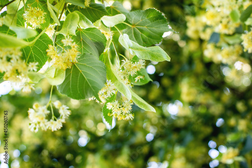 Linden tree flowers clusters (tilia cordata, europea, small-leaved lime, littleleaf linden bloom) Pharmacy, apothecary, natural medicine, healing herbal tea, aromatherapy. Spring background.