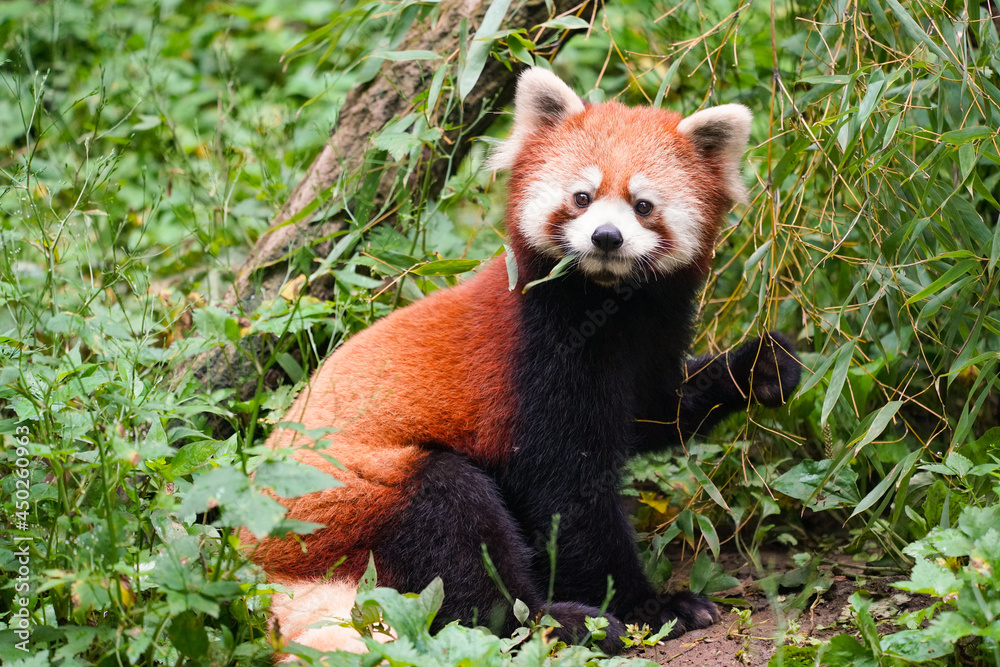 Cute red panda from japan zoo Cute red panda from japan zoo