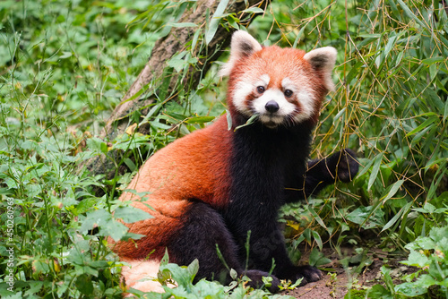Cute red panda from japan zoo