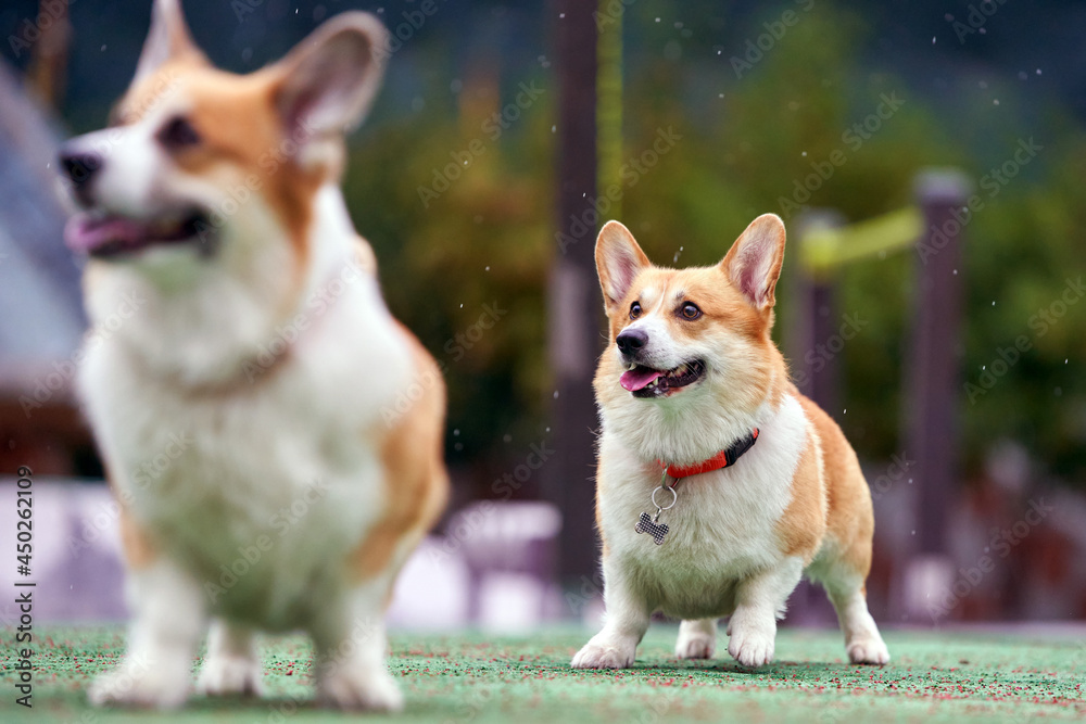 two dogs on the playground
