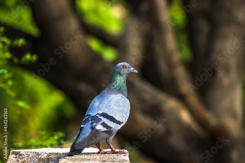 Indian Pigeon OR Rock Dove - The rock dove, rock pigeon, or common pigeon is a member of   the bird family Columbidae. In common usage, this bird is often simply referred to as the pigeon  © Robbie Ross