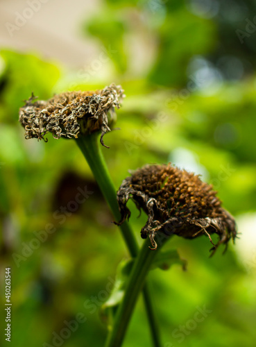 on a leaf