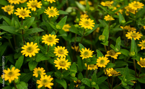 yellow flowers background