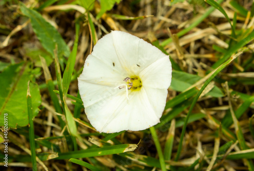 white flower