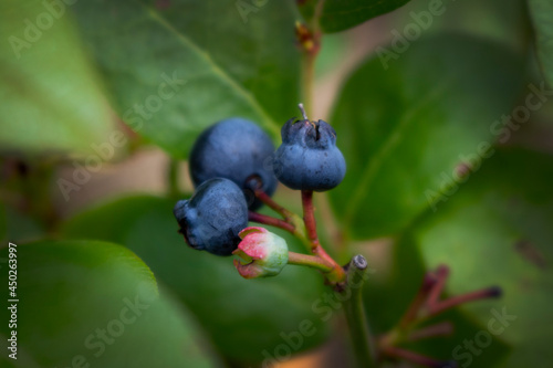 blueberries in the forest