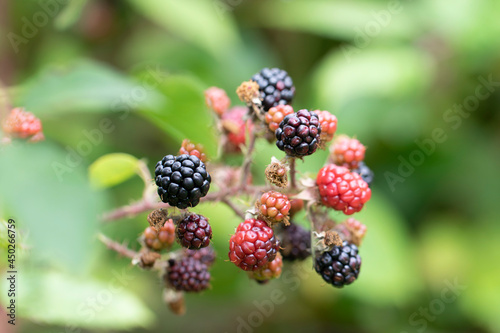 Blackberry at various stages of ripeness in closeup