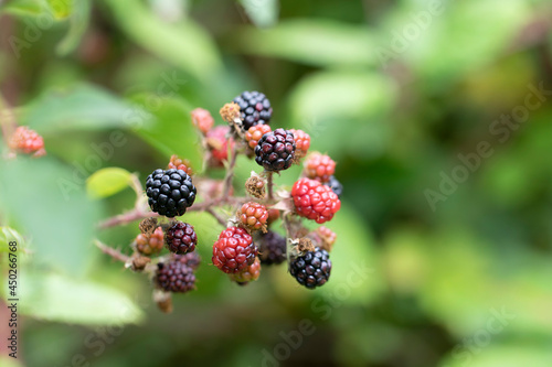 Blackberry at various stages of ripeness in closeup