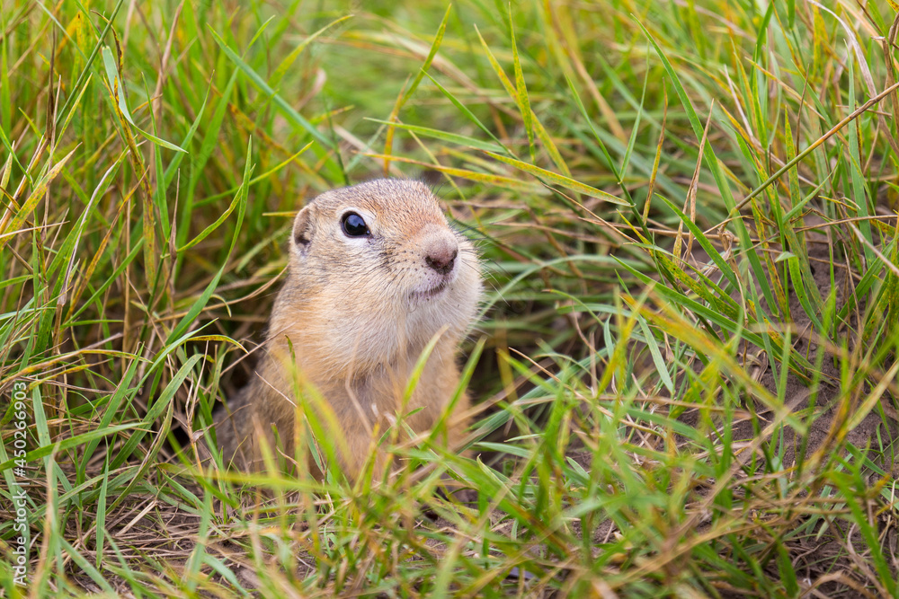 Gopher with large cheek pouches peeps out of the hole among green grass. The European ground squirrel in the wild nature. Background with copy space. Gopher with large cheek pouches peeps out of the hole among green grass. The European ground squirrel in the wild nature. Background with copy space.