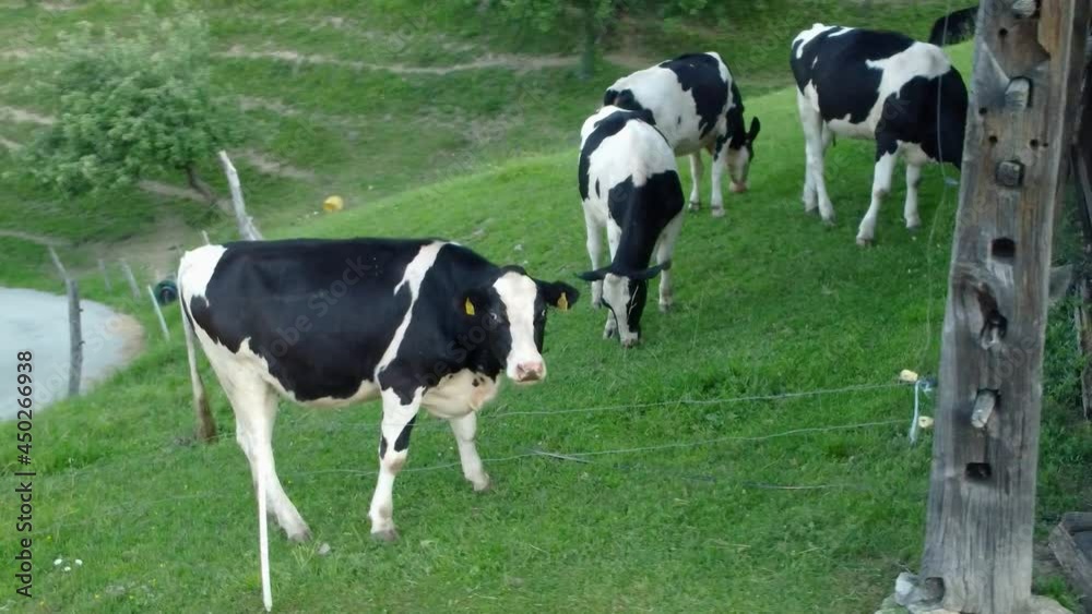 Black and white cows grazing green grass beside a vintage lumber stable with plastic water reservoir. Black and white cows grazing green grass beside a vintage lumber stable with plastic water reservoir.
