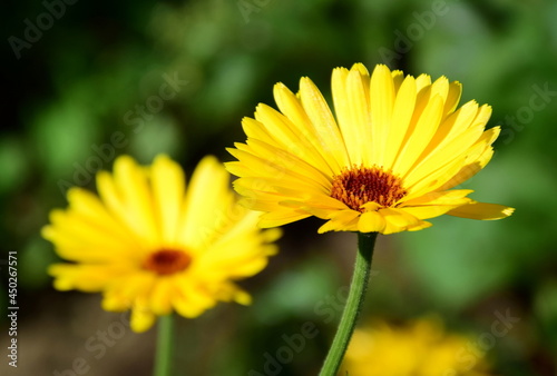 Calendula - Ringelblume im Garten - Heilpflanze und Heilkraut