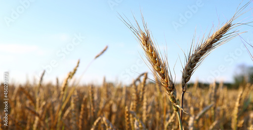 Golden wheat field and sunny day. The ear is ready for a close-up of the wheat harvest, illuminated by sunlight, against the sky. Soft focus. space of sunlight on the horizon. The concept idea is rich