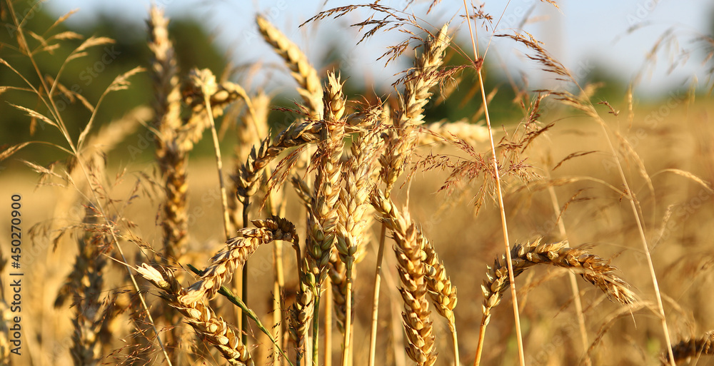 Fototapeta premium Golden wheat field and sunny day. The ear is ready for a close-up of the wheat harvest, illuminated by sunlight, against the sky. Soft focus. space of sunlight on the horizon. The concept idea is rich