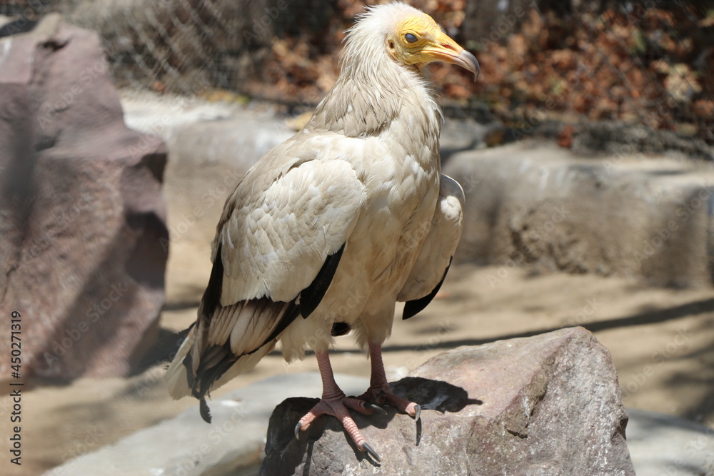 Obraz premium the Egyptian vulture also called the white scavenger vulture or pharaoh's chicken.is lives in the Iberian Peninsula and North Africa to India. Egyptian vulture sitting on a rock.