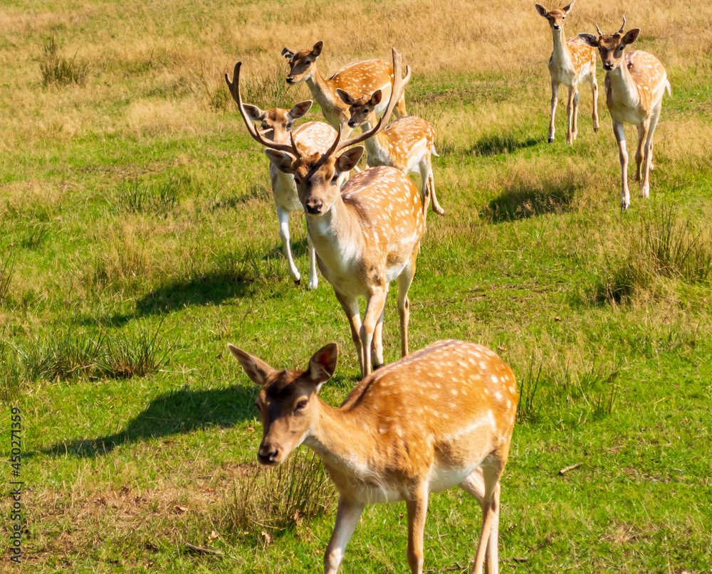 Ein Rudel damwild kommt angelaufen Ein Rudel damwild kommt angelaufen
