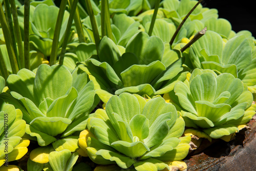 Water lettuce in a tub in a sunny morning