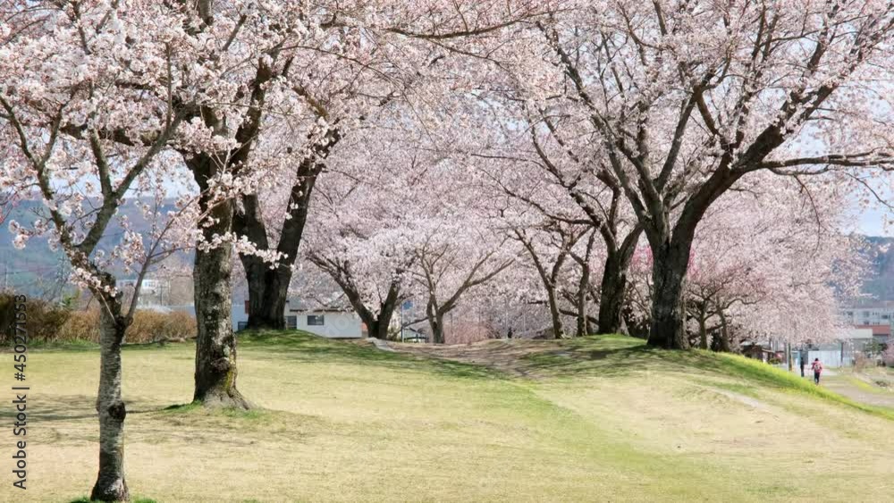 川土手の桜並木 川土手の桜並木