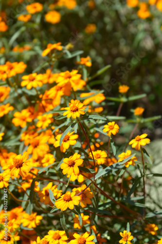 Narrowleaf zinnia