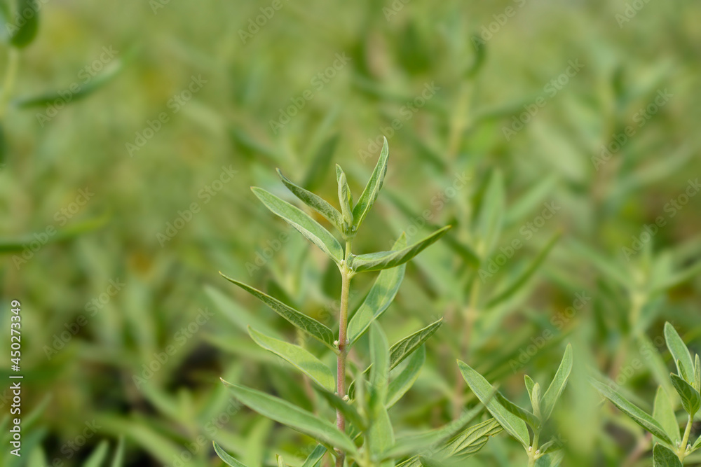 Bluebeard leaves