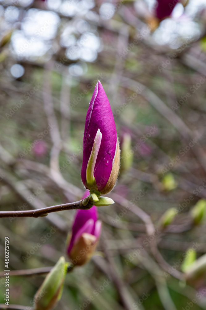 Magnolia pink blossom tree flowers, close up branch Magnolia pink blossom tree flowers, close up branch