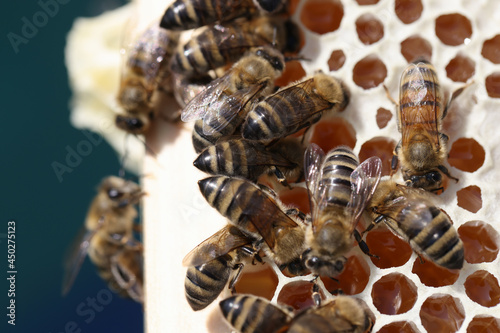 Many bees on combs closeup. Breeding bees at home