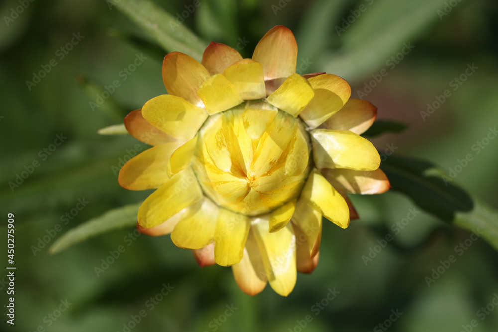 Fototapeta premium Yellow helihrizum Helichrysum in garden closeup. Dark natural background with lonely flower