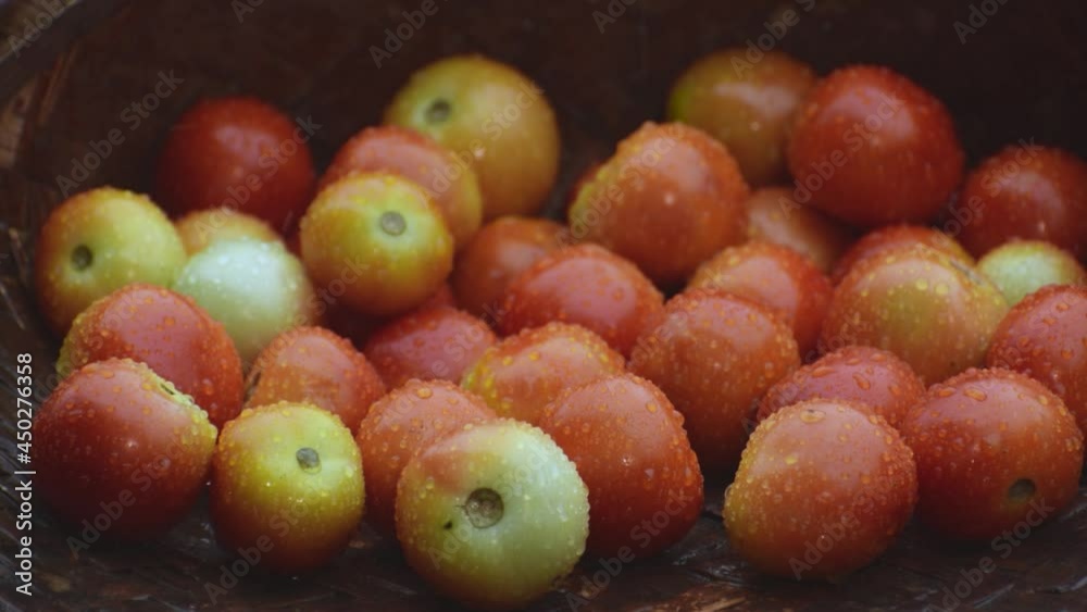Banch of Tomatoes in Rain