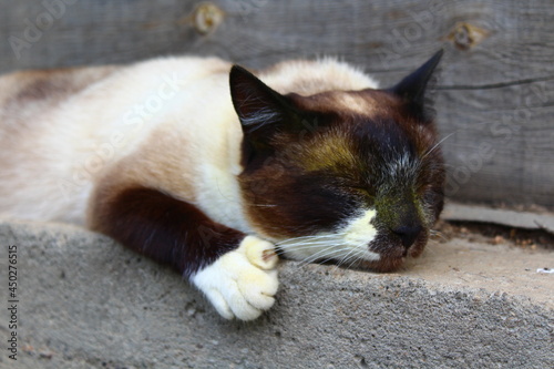 Siamese Sleepy Cat with Bright Blue Eyes with pollen on muzzle