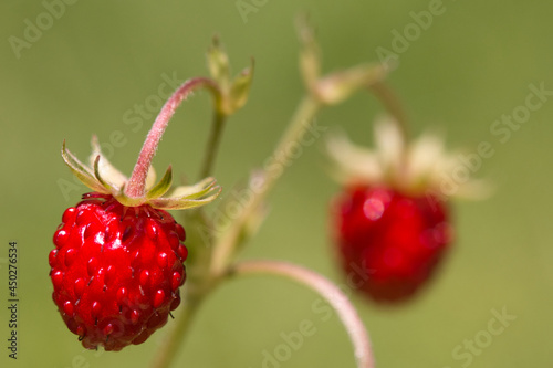 Two ripe bright red wild strawberries growing outside