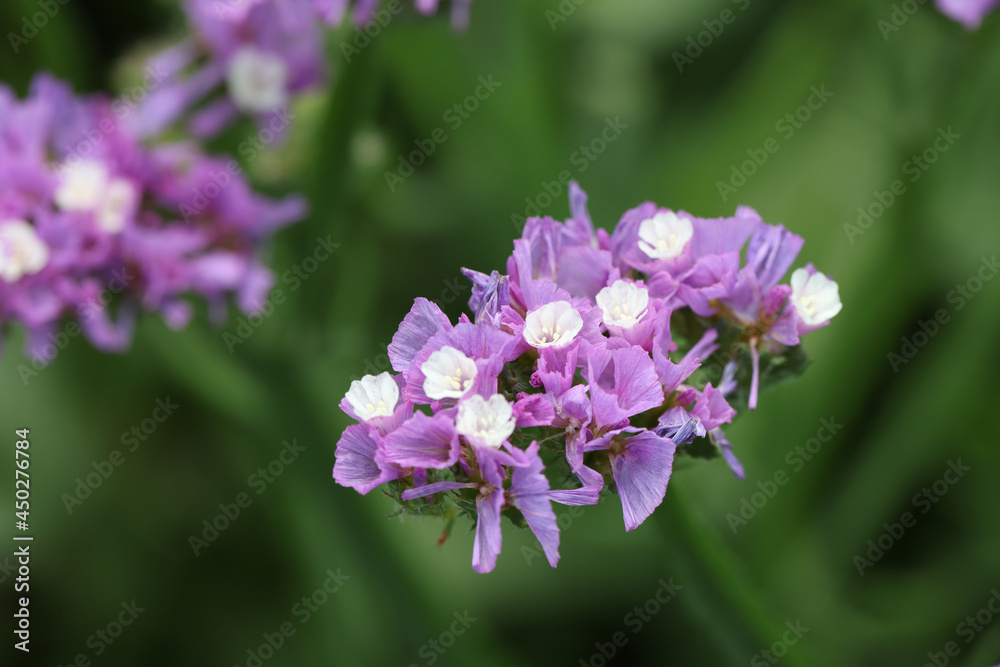 Purple statice flowers on field. Bright wildflowers Purple statice flowers on field. Bright wildflowers