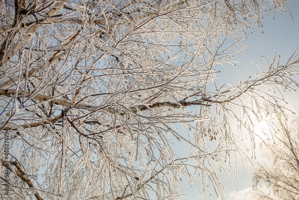 The branches of the tree are covered with frost on a winter sunny cold day The branches of the tree are covered with frost on a winter sunny cold day