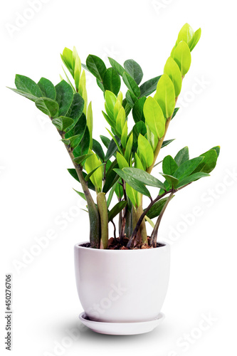 Zanzibar gem, aroid palm , arum fern. Zamioculcas zamifolia hardy tree in white ceramic pots isolated on white, easy to grow purifies air and home office building decoration