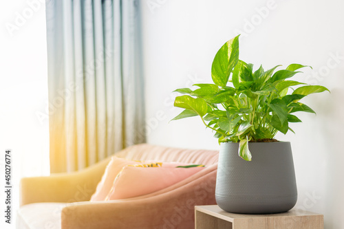 Epipremnum aureum in pots on table and pink sofa in the living room, houseplant, golden pothos purify air vining plant with heart-shaped leaves plant.