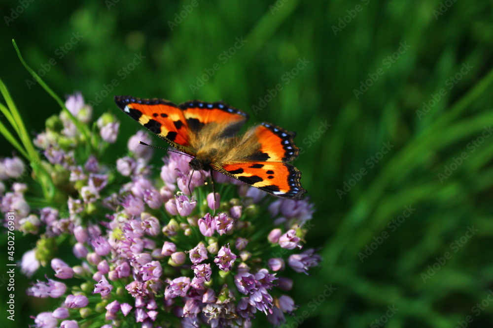 Butterfly on flower. small tortoiseshell or Aglais urticae on chives wild garlic flowerhead Butterfly on flower. small tortoiseshell or Aglais urticae on chives wild garlic flowerhead