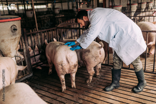 Young experienced veterinarian working and checking animals health condition on huge pig farm. He is giving injections and vitamin cocktails to you animals to make them stringer and healthier. photo