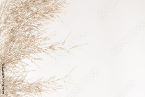 Dry cane reed rush golden heads with soft mist effect fluffy buds on light background macro and place for text