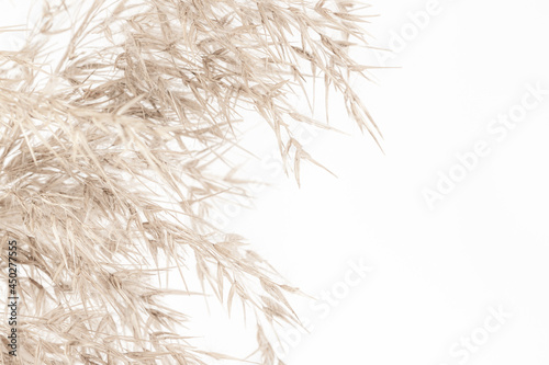 Dry cane reed rush one branch golden heads with soft mist effect fluffy buds on light background macro and place for text