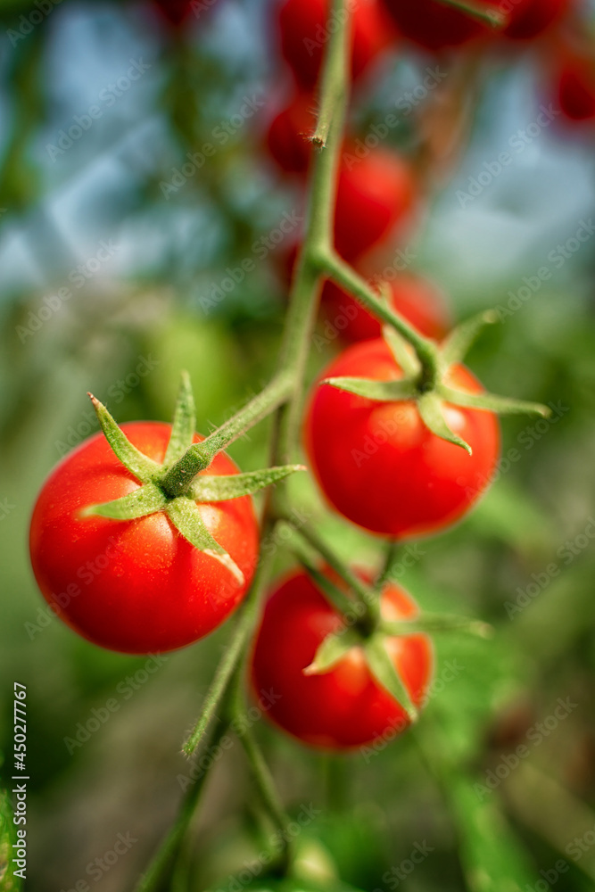 Cherry tomatoes on a branch in the garden