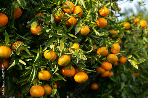 Ripe tangerines on a branch in the garden. High quality photo