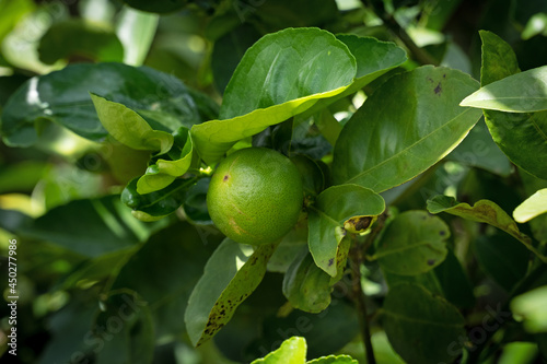 Zitrusfrucht am Baum