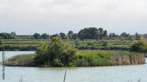 beautiful islands of reeds and birds, refuge and nesting place for fauna, in lake ivars and viala sana, lerida, spain, europe photo