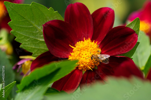 A wild bee collects nectar from a bright red large flower in summer. © Ирина Швейн