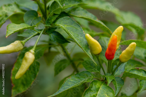 Wallpaper Mural Chili plants that are bearing fruit are quite old with their color starting to turn reddish, the young fruit is greenish yellow, used for cooking spices Torontodigital.ca