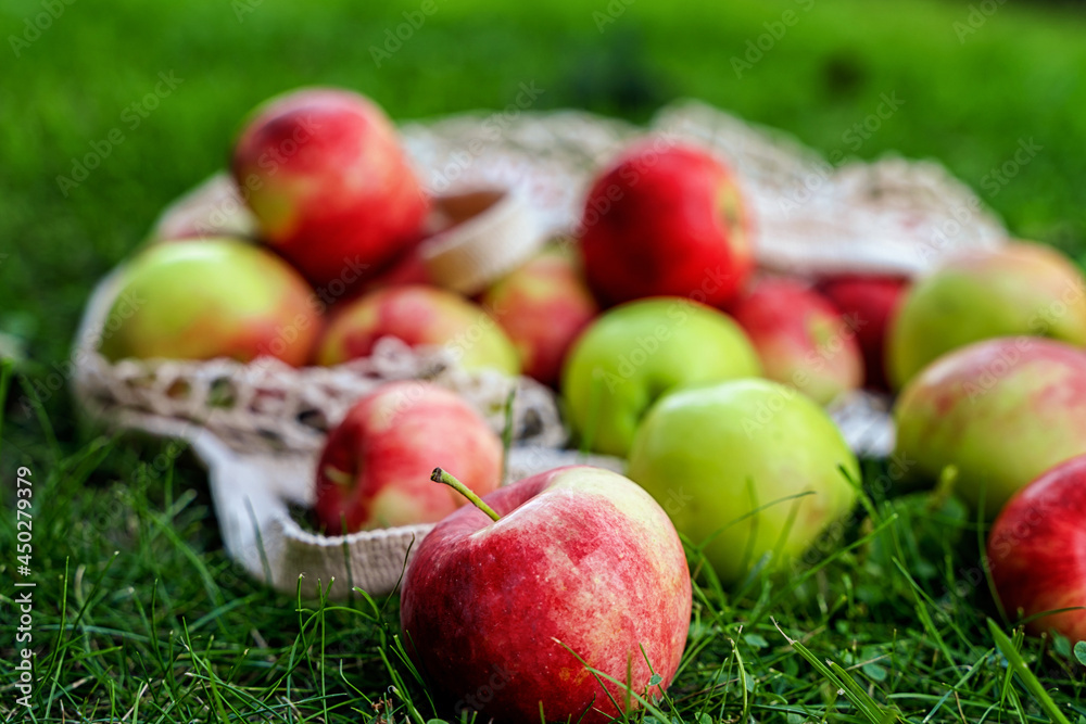 Apples scattered on the grass from a cotton mesh bag. Village concept and harvest Apples scattered on the grass from a cotton mesh bag. Village concept and harvest