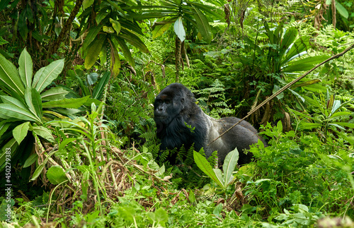 gorillas in the wild habitat photo