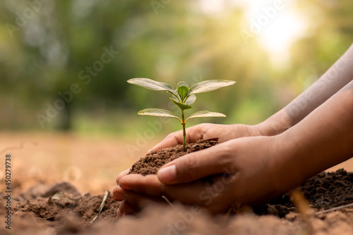 Farmer's hand planting seedlings in the ground, afforestation and environmental remediation concept.