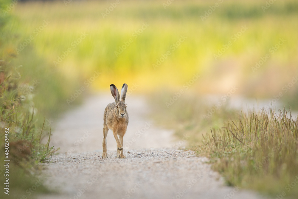 European brown hare (Lepus europaeus) European brown hare (Lepus europaeus)