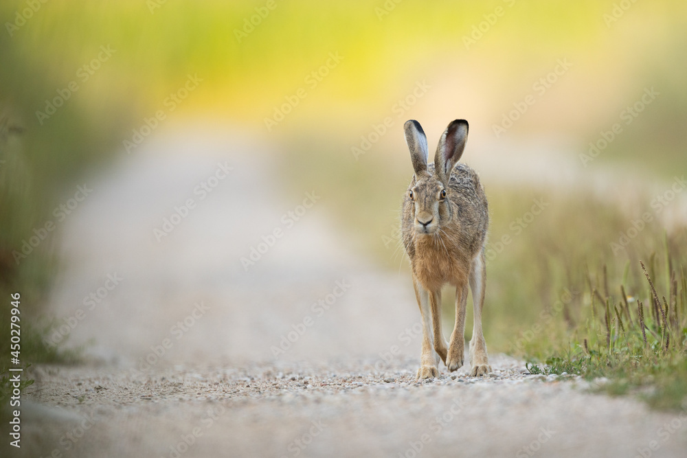 European brown hare (Lepus europaeus) European brown hare (Lepus europaeus)